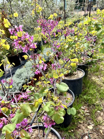 Cercis Siliquastrum C-12 2