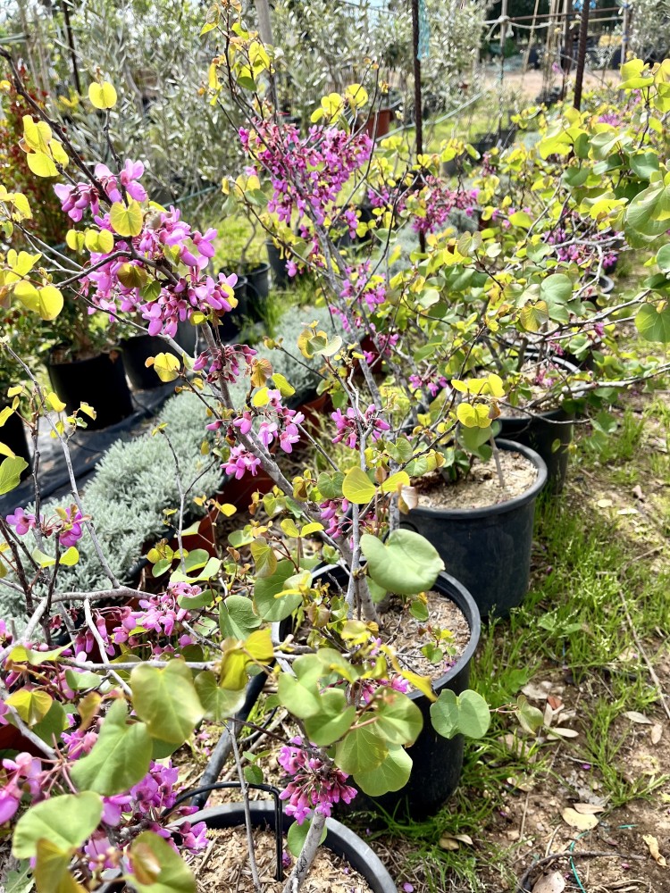 Cercis Siliquastrum C-12