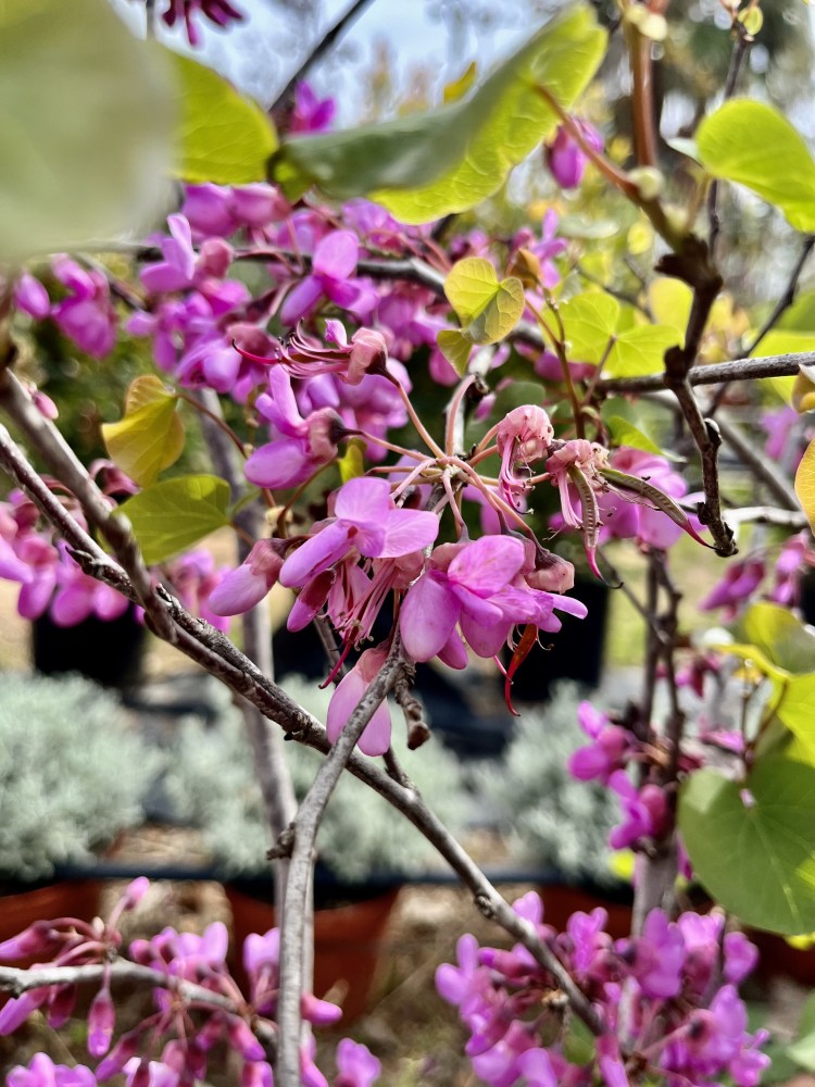 Cercis Siliquastrum C-12