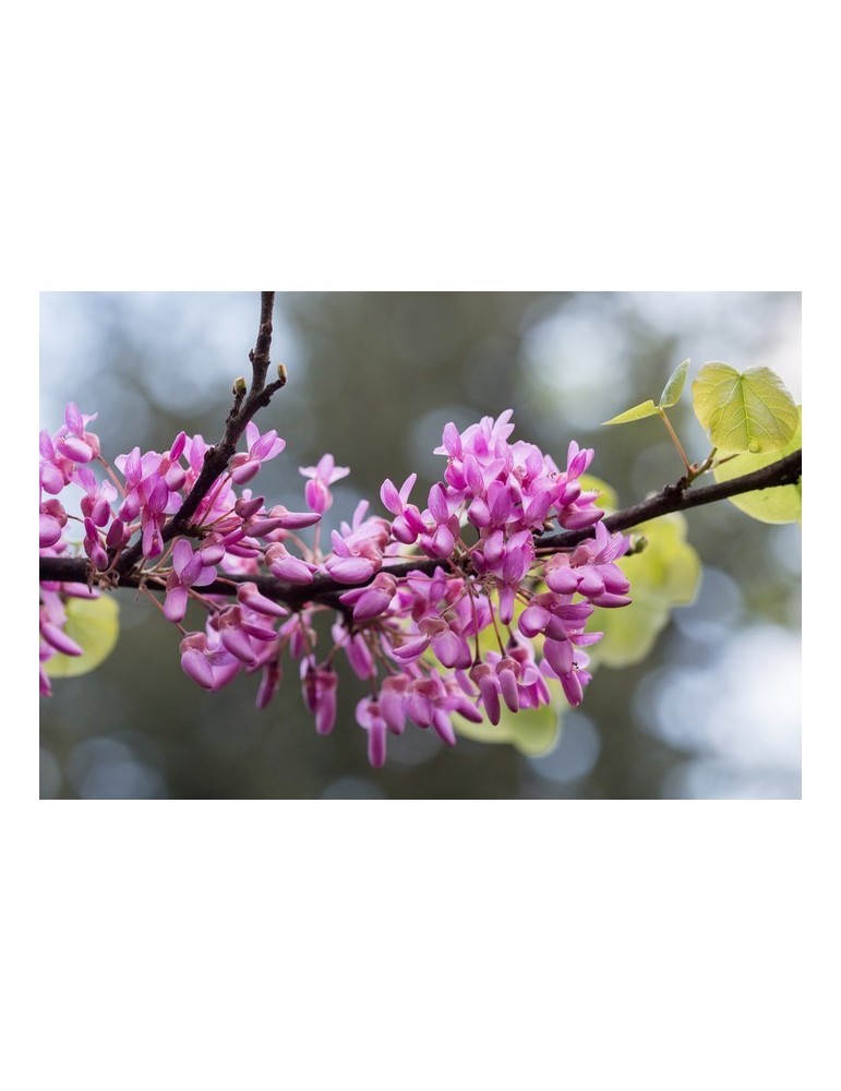 Cercis Siliquastrum C-12