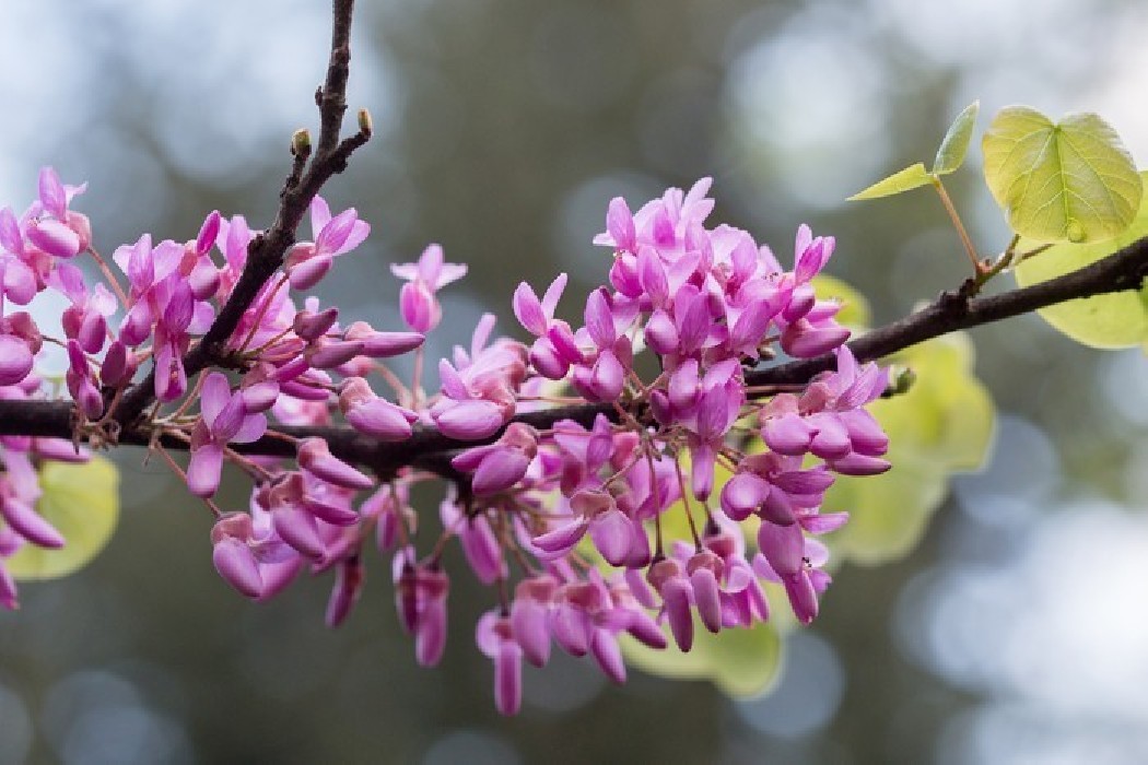 Cercis Siliquastrum C-12