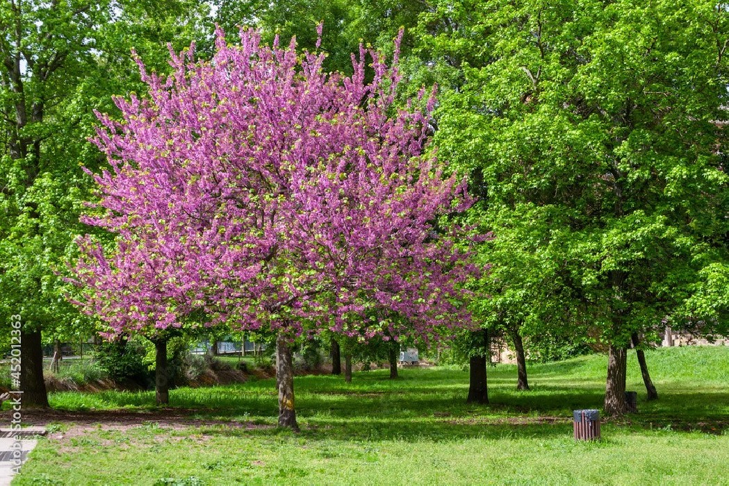Cercis Siliquastrum C-12