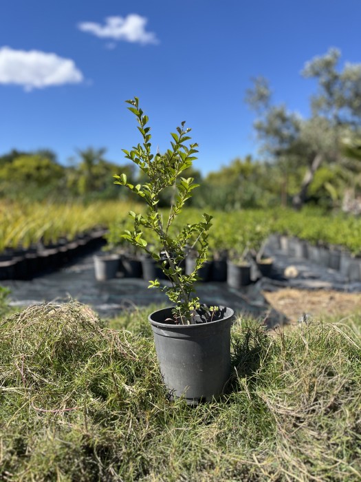 Aligustre - L. Ovalifolium C-17