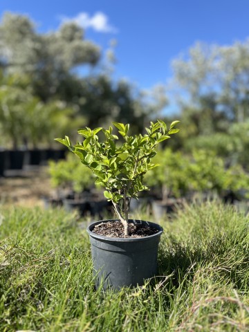 Aligustre - L. Ovalifolium C-17