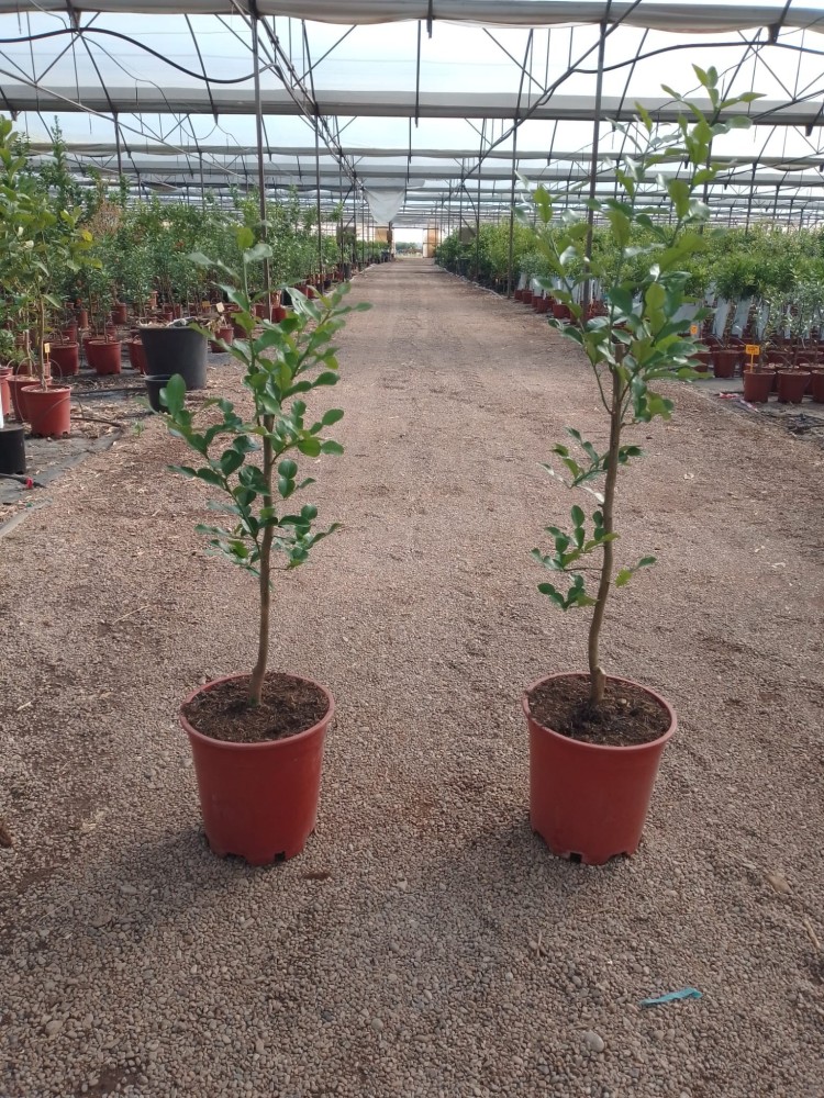 Lima Kaffir - Citrus Hystrix C-25