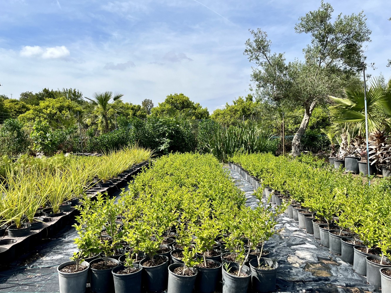 Aligustre - L. Ovalifolium C-17