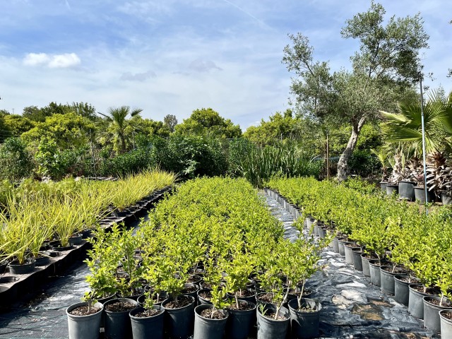 Aligustre - L. Ovalifolium C-17 2