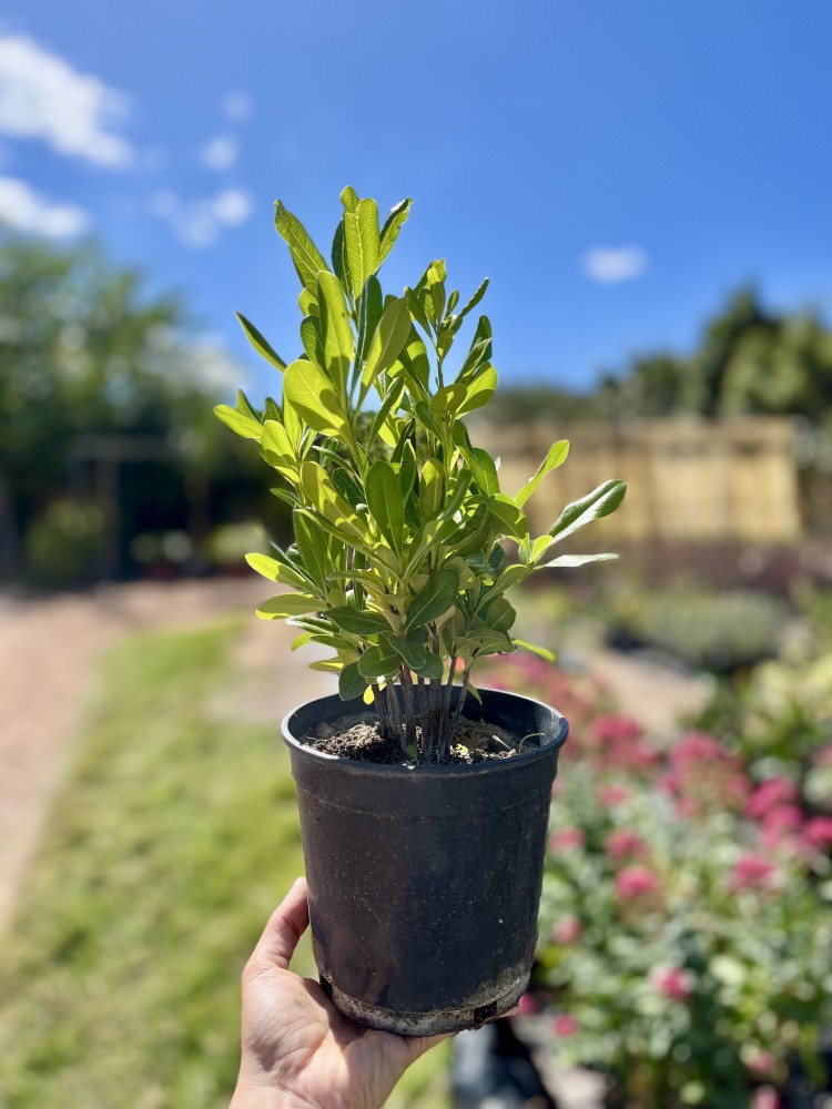 Pittosporum Tobira C-14