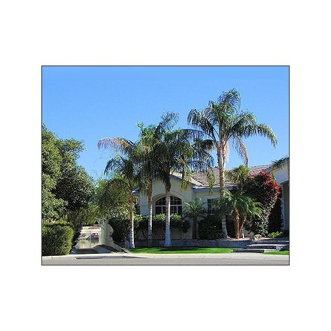 Coco Plumoso.Arecastrum. C- 30 2