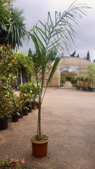 Coco Plumoso.Arecastrum. C- 30