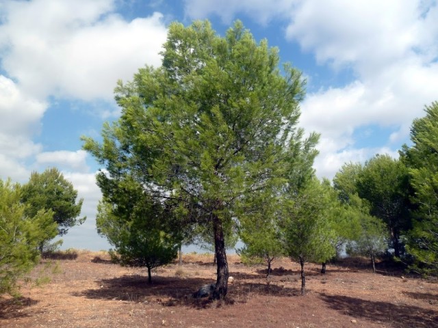 Pino Halepensis C-25 2