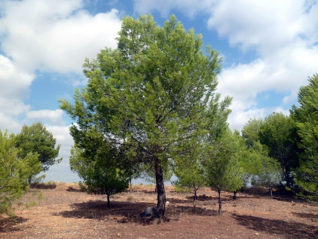 Pino Halepensis C-20