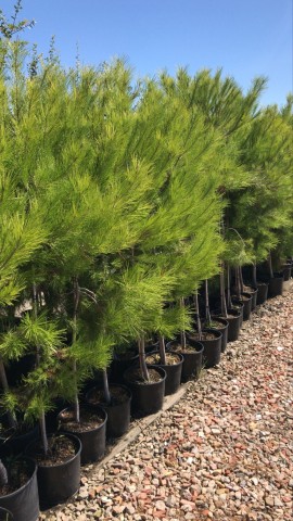 Pino Halepensis C-25