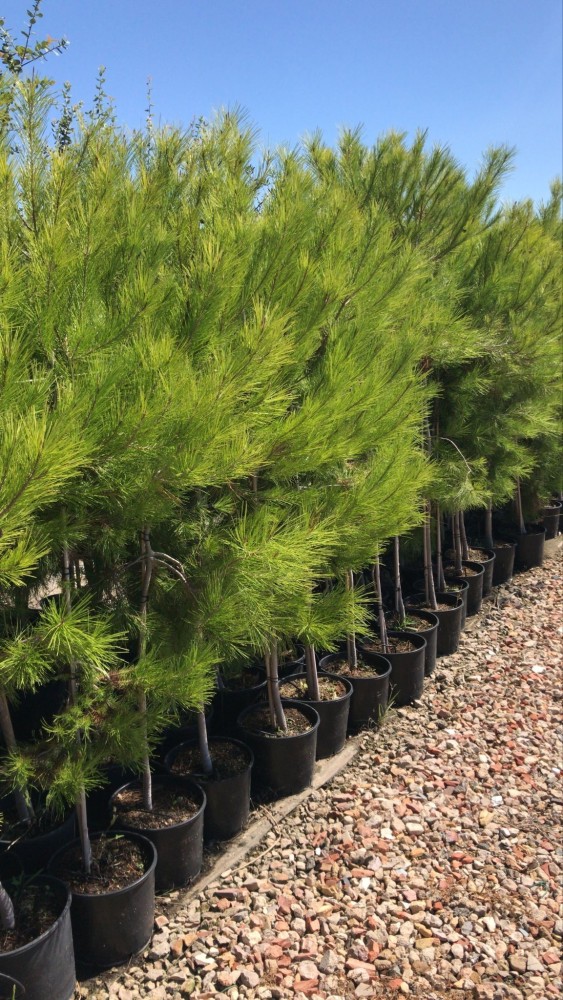 Pino Halepensis C-25