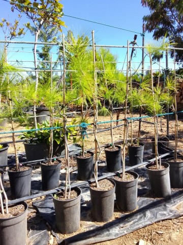 Pino Halepensis C-14