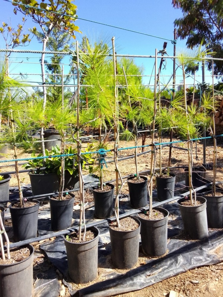 Pino Halepensis C-14