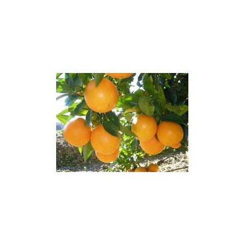Citrus Forner-Alcaide 5 Bf-40 2