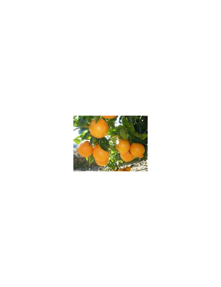 Citrus Forner-Alcaide 5 Bf-40