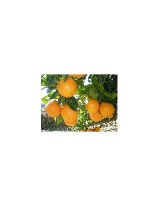 Citrus Forner-Alcaide 5 Bf-40