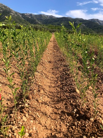 Citrus Forner-Alcaide 5 Bf-40