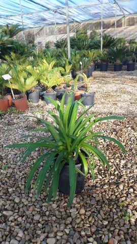 agapanthus 2