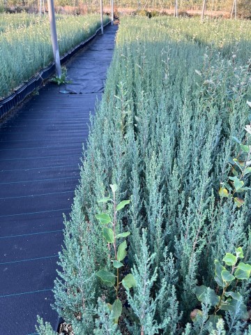 cipres Cupressus sempervirens 2