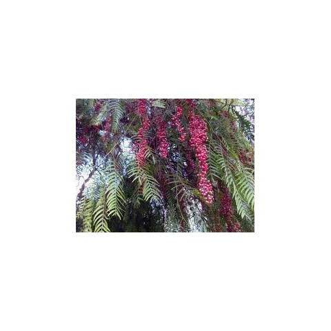 Schinus Molle (Falsa pimienta) C-20 2