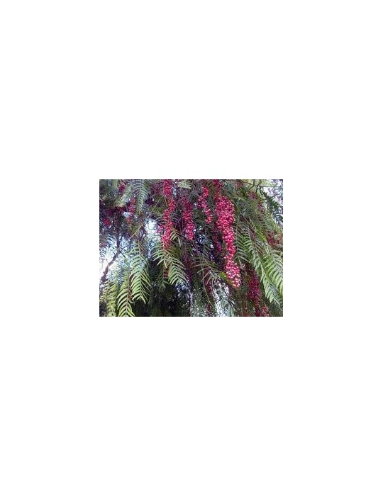 Schinus Molle (Falsa pimienta) C-20