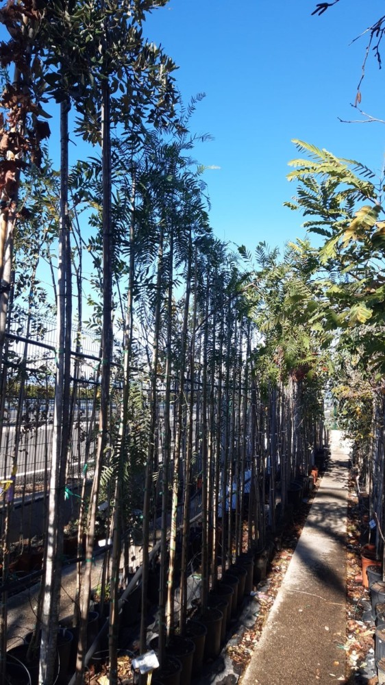 Schinus Molle (Falsa pimienta) C-20