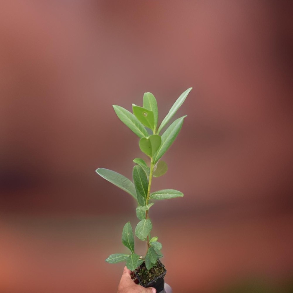 Prunus Laurocerasus Bf-40 (30/50)