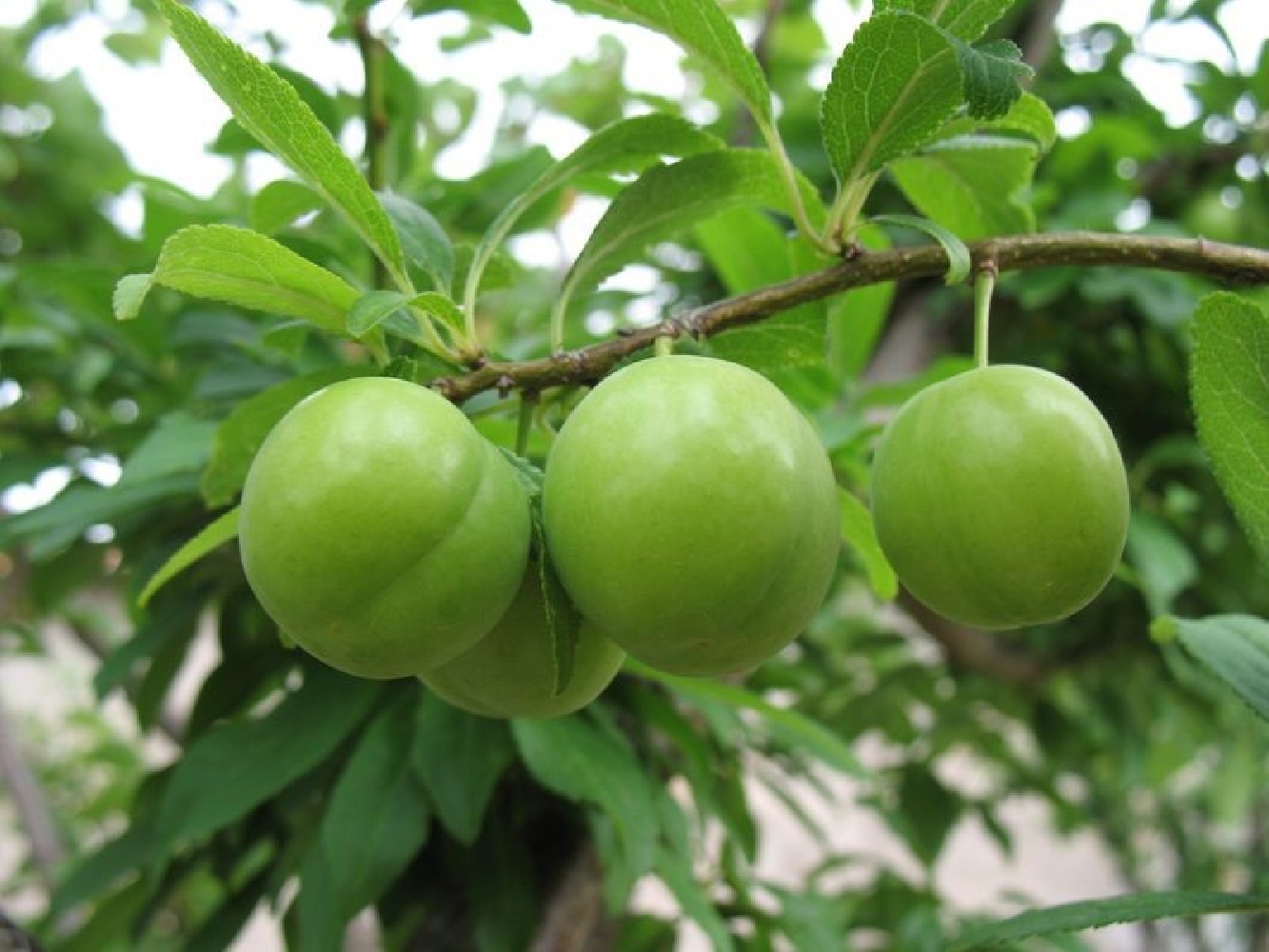 Ciruelo Pruna - Prunus domestica C-30 (140/160)