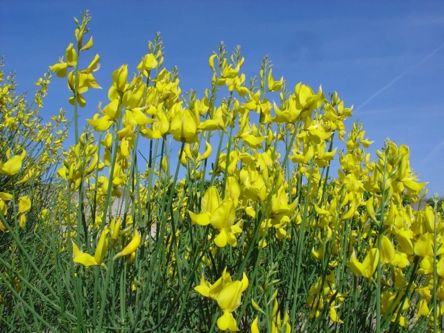 Retama Amarilla - Spartium Junceum BF-40 (15/20)