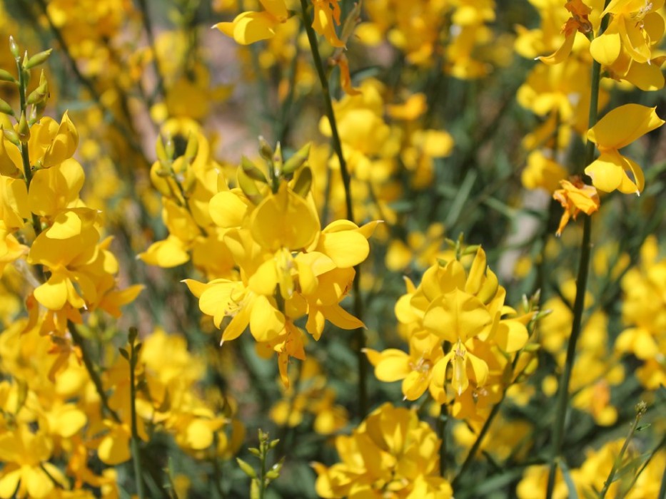 Retama Amarilla - Spartium Junceum BF-40 (15/20)