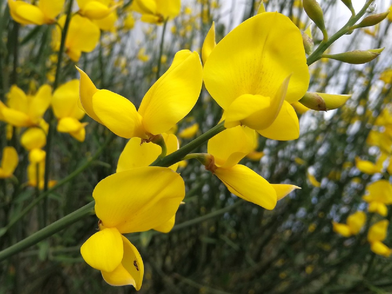 Retama Amarilla - Spartium Junceum BF-40 (15/20)