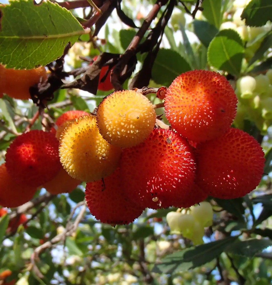 Madroño - Arbutus unedo BF-40 (15/30)