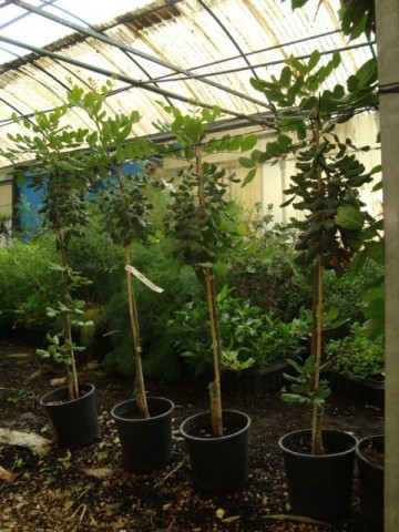 Algarrobo injertado C-25