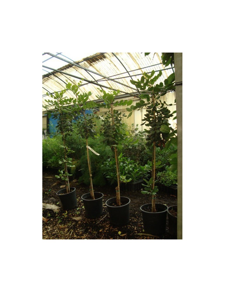 Algarrobo injertado C-25