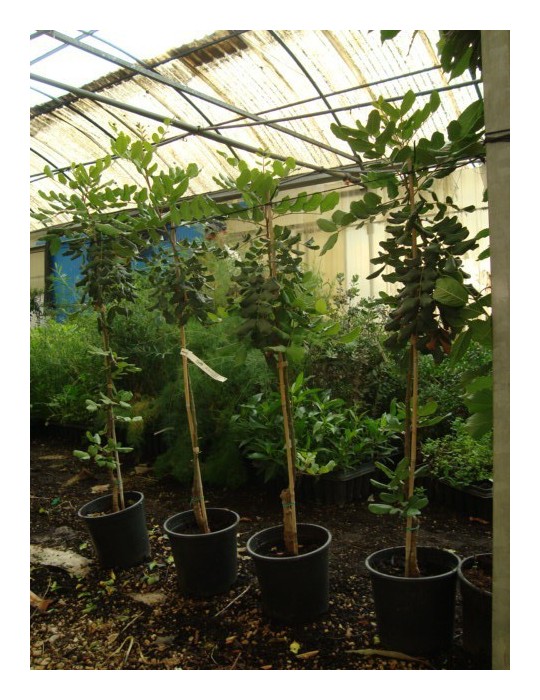 Algarrobo injertado C-25