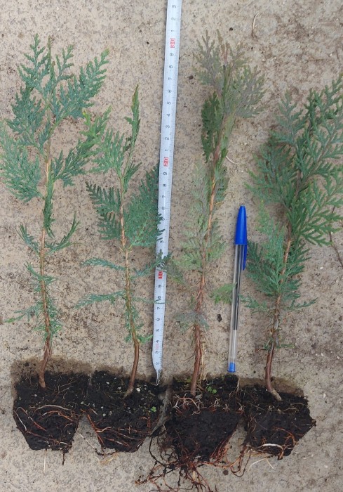 Tuya - Thuja orientalis BF-40a (25/30)