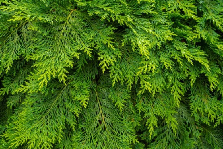 Thuja