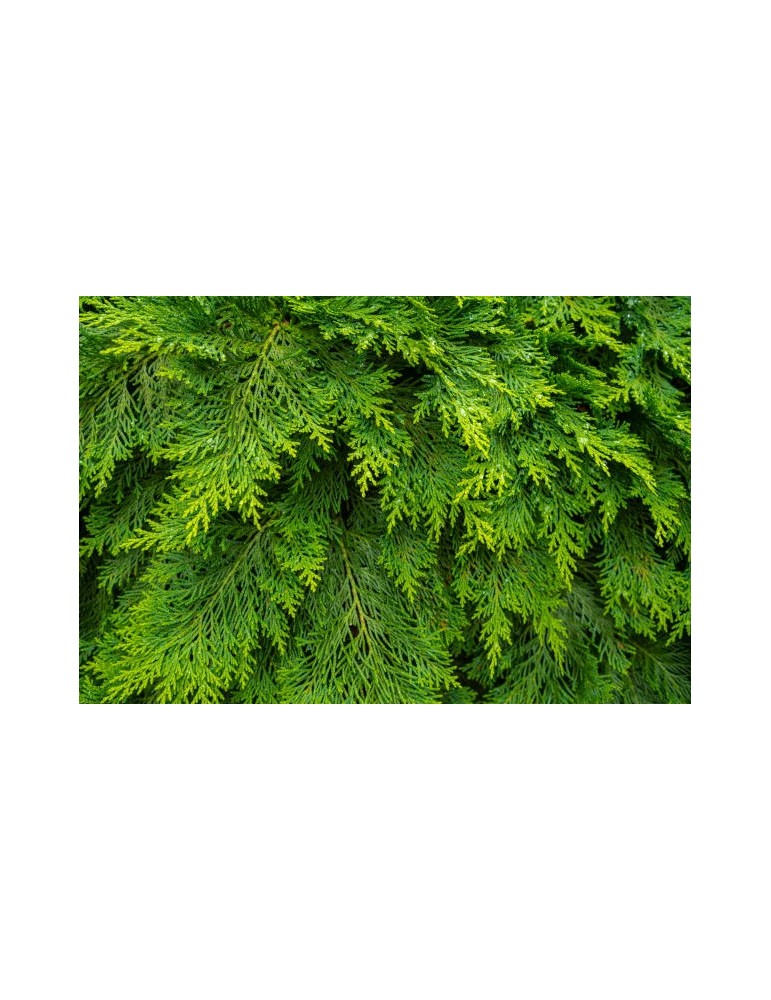 Thuja