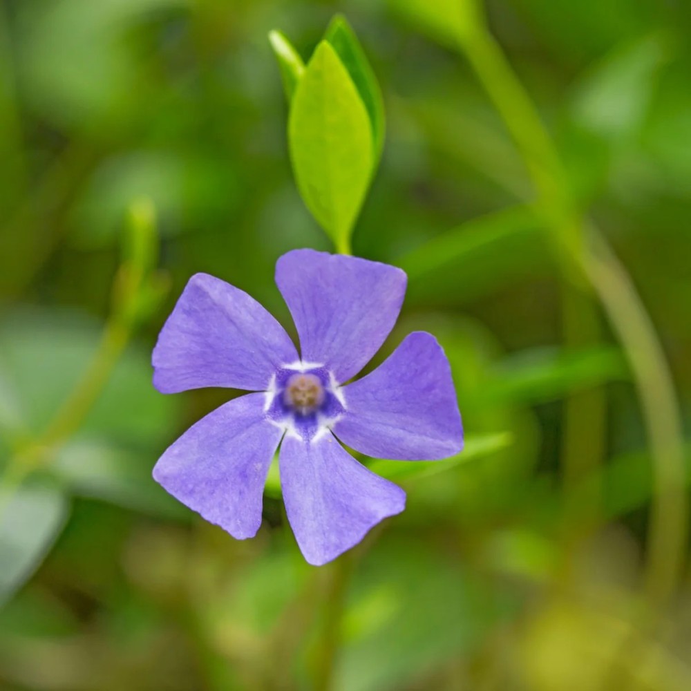 vinca minor