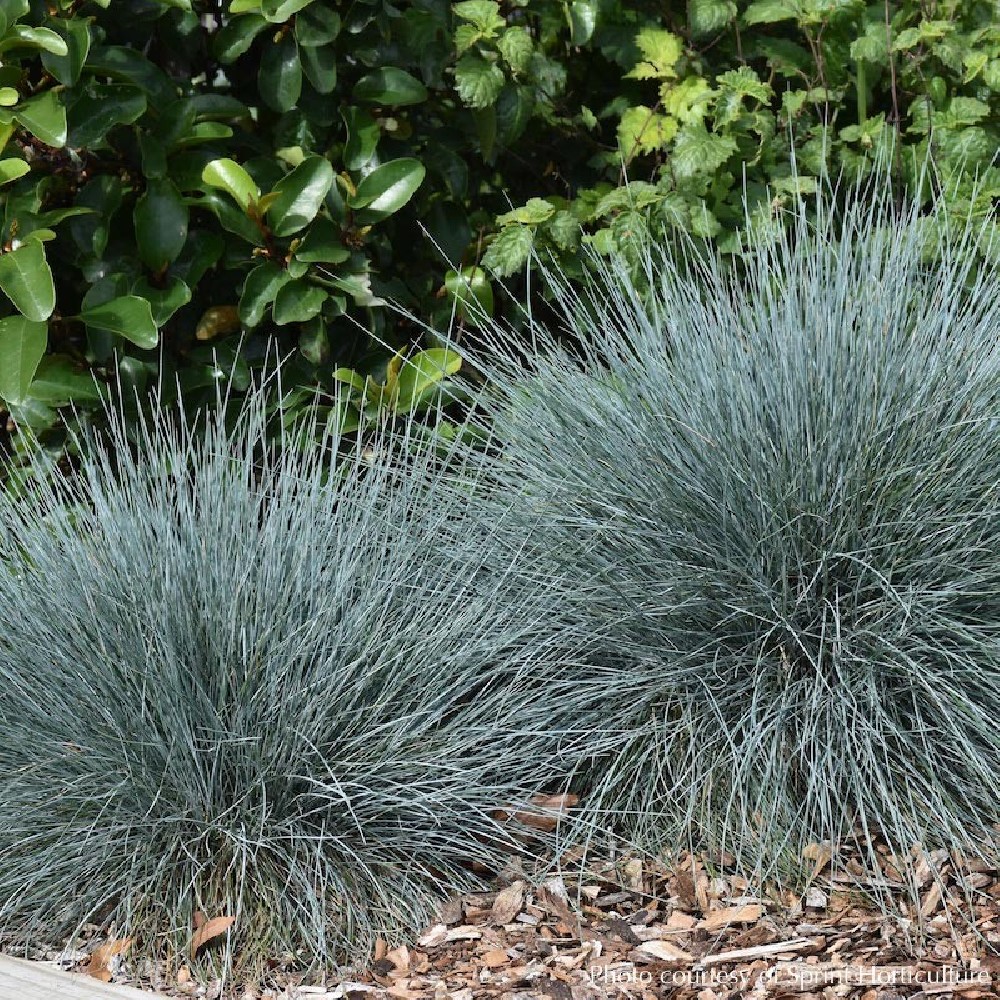 festuca glauca