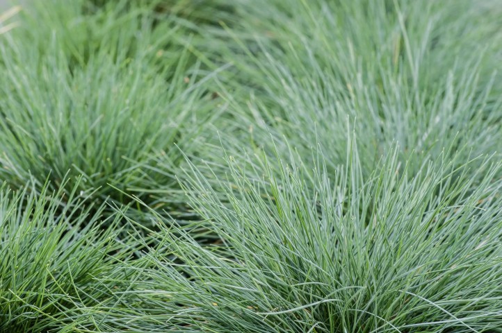 festuca glauca 2