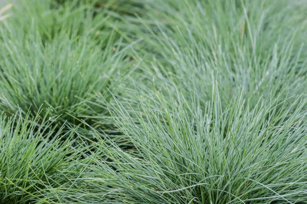 festuca glauca