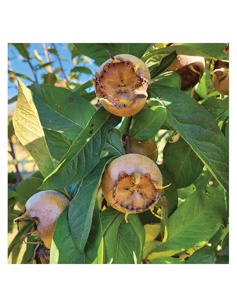 Níspero de Europa C-20