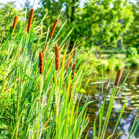 typha latifolia