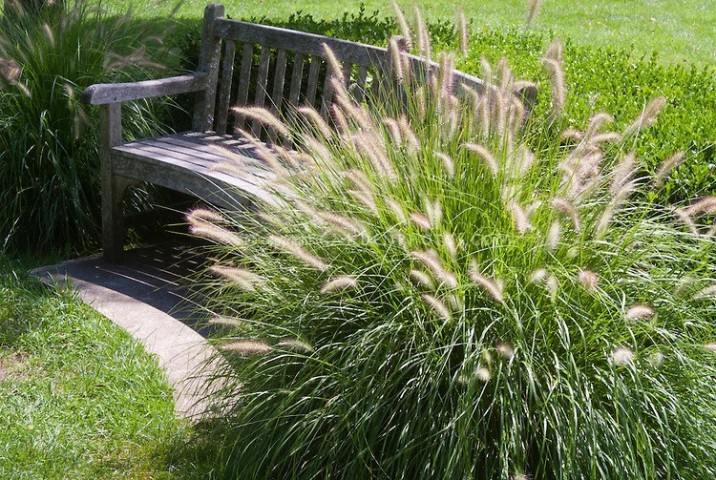 Pennisetum Alopecuroide Bf-40 2