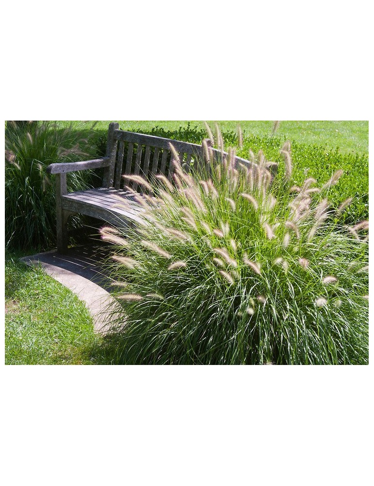 Pennisetum Alopecuroide Bf-40