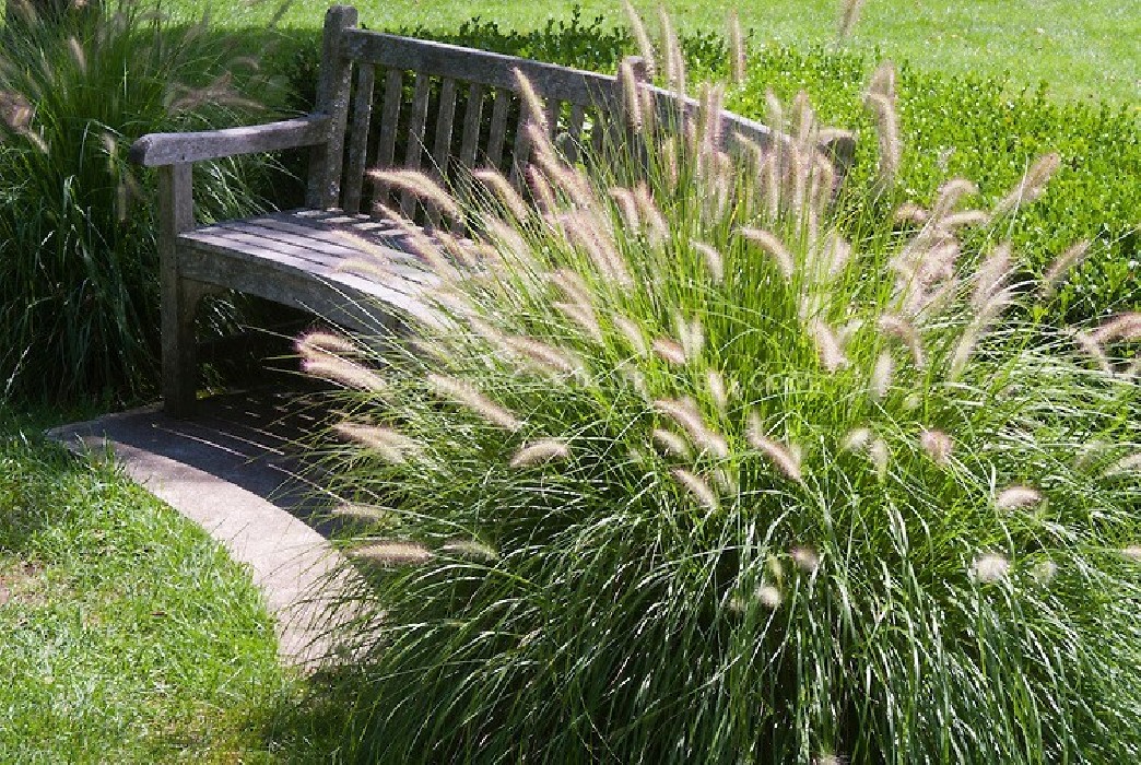 Pennisetum Alopecuroide Bf-40